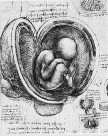 embryo