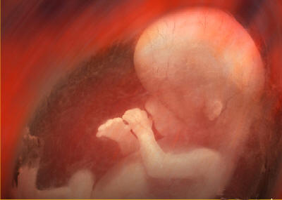 Baby in utero